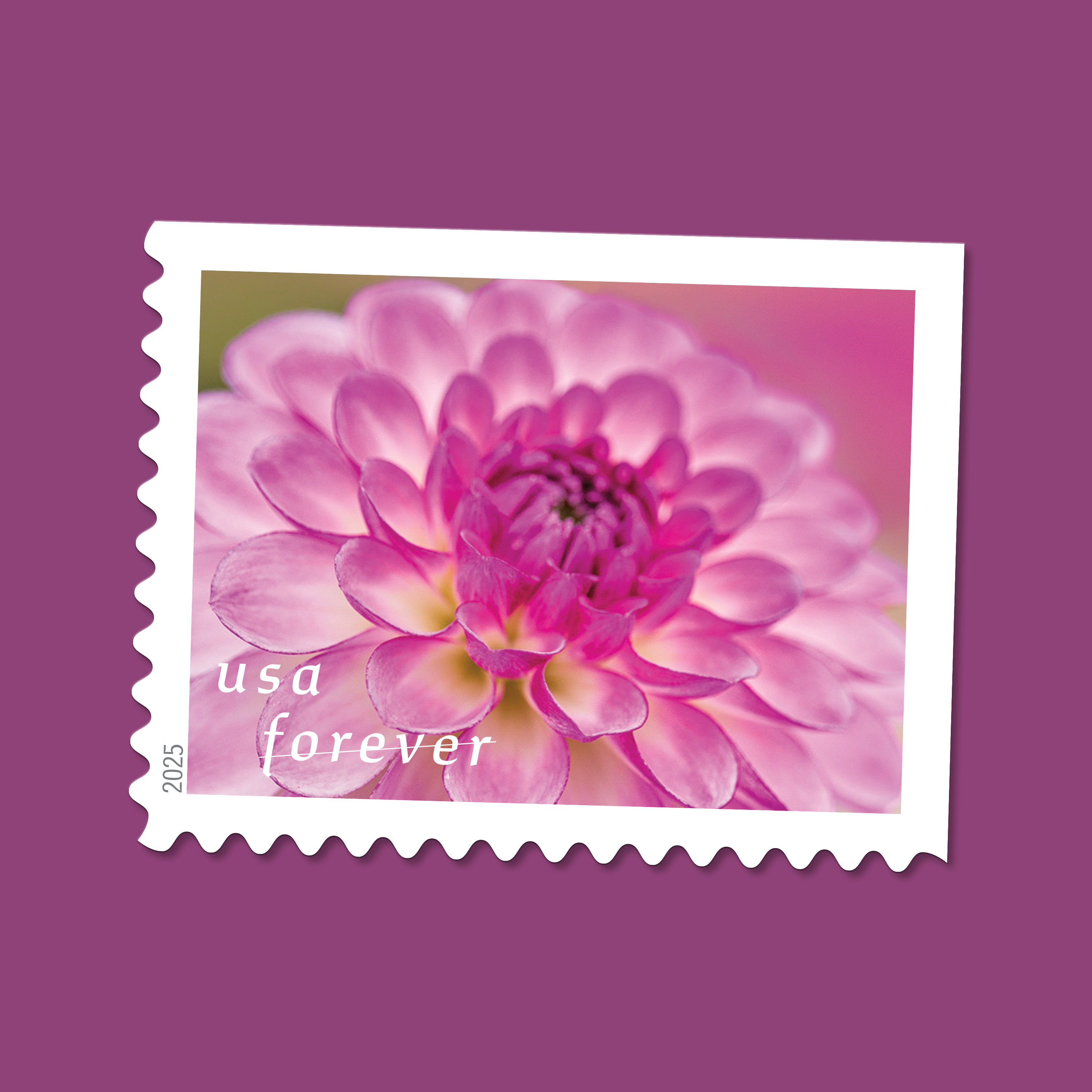 2025 Forever Stamps Dahlias Stamps - Forever Stamps