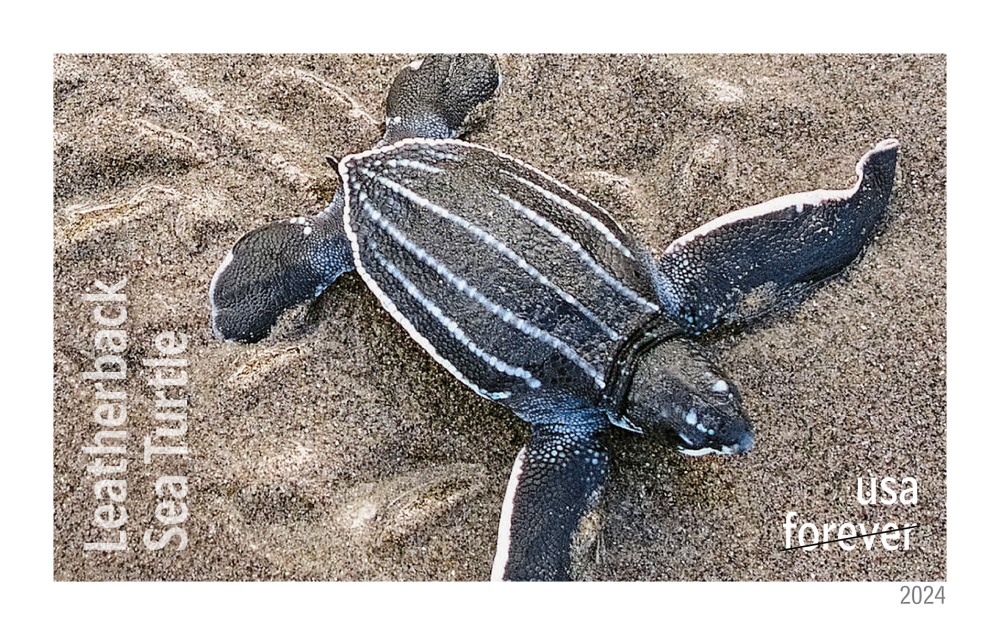 2024 Protect Sea Turtles Stamps - Forever Stamps